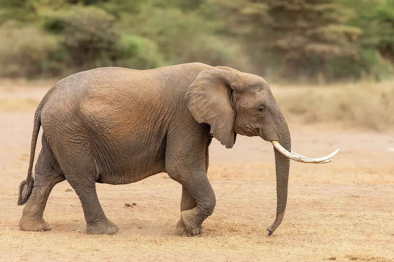 Top 10 Wildlife Species to Spot on a Kenya Safari