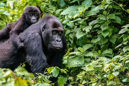 Rwanda