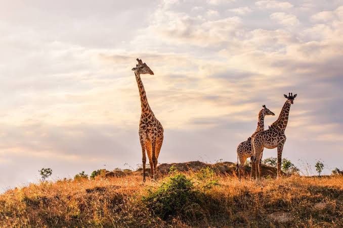 10 Days 9 Nights Grand Kenya Safari