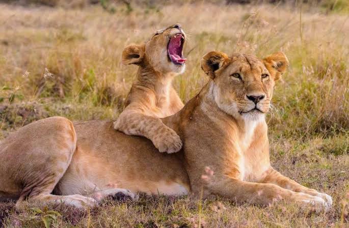 3 Days 2 Nights Maasai Mara National Reserve