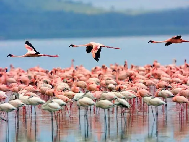 4 Days 3 Nights Lake Nakuru and Maasai Mara
