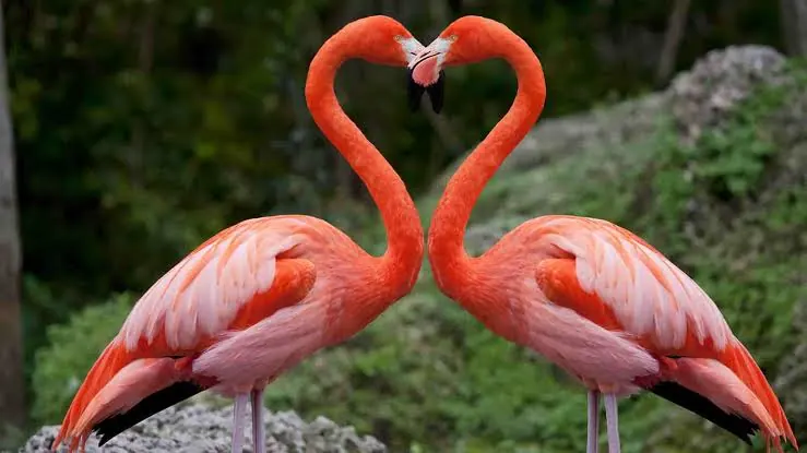 5 Days 4 Nights Nakuru, Naivasha & Maasai Mara