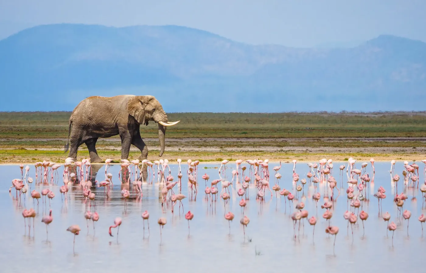 Amboseli National Park Daytrip