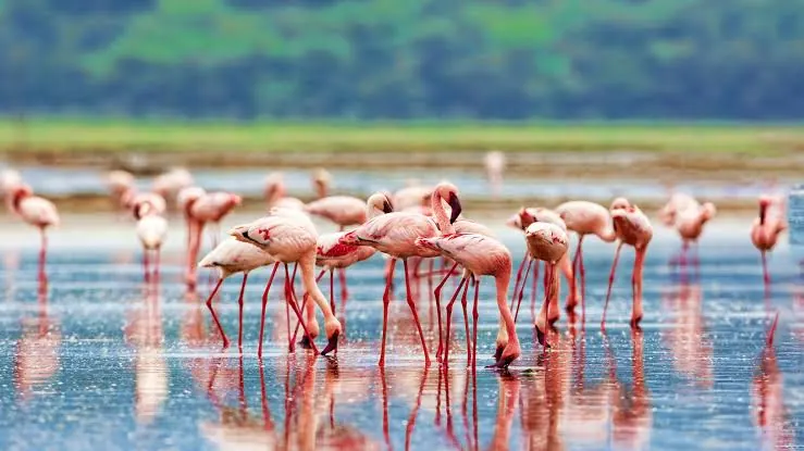 Lake Nakuru National Park Daytrip