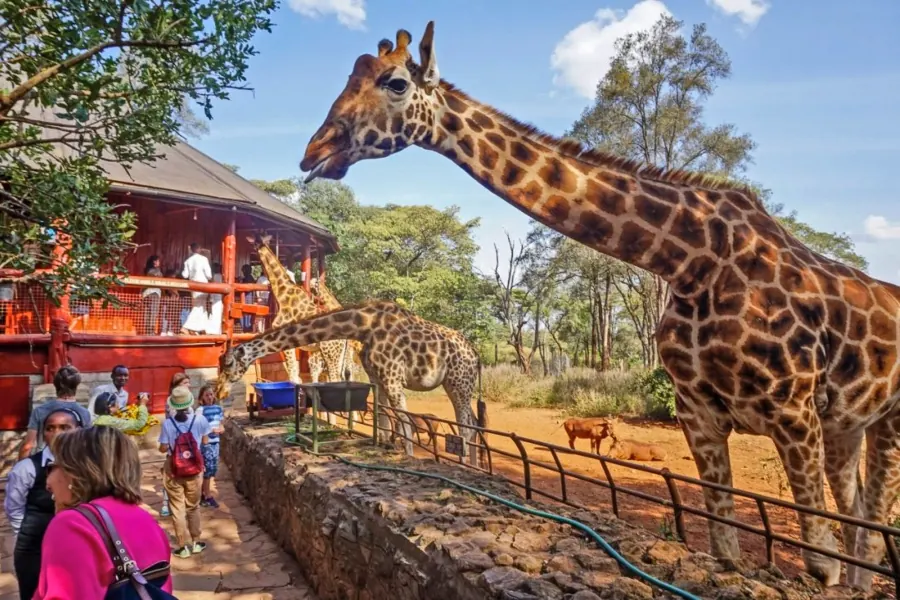 Nairobi National Park and Giraffe Center
