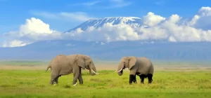 Amboseli National Park Daytrip (4 Hours Drive)