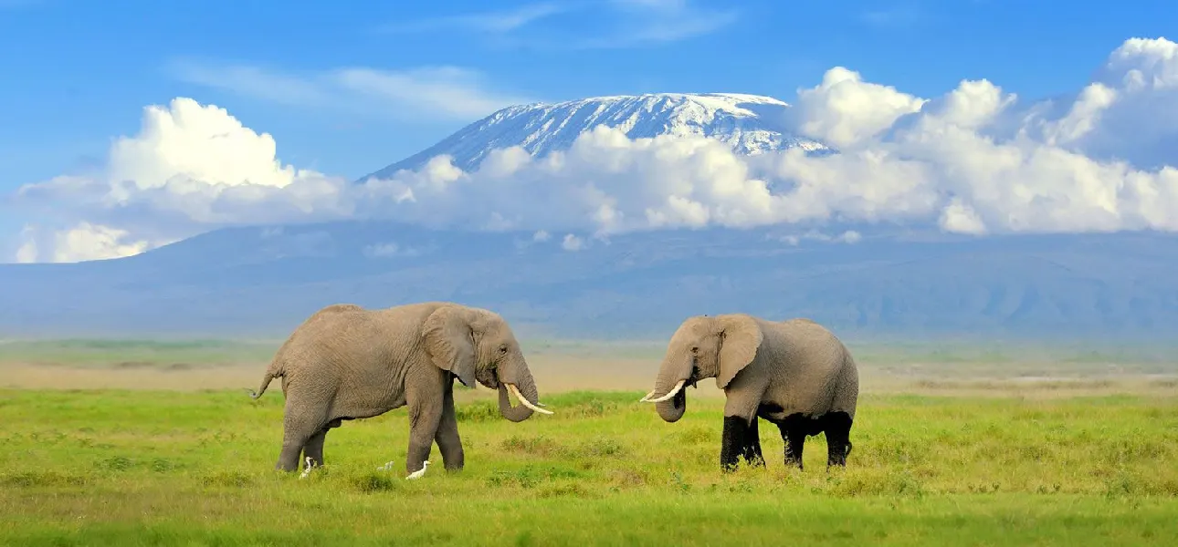 Amboseli National Park Daytrip (4 Hours Drive)