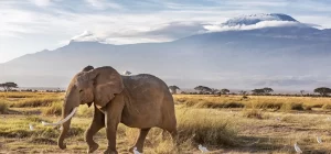 2 Days / 1 Night Amboseli National Park