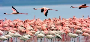 Lake Nakuru National Park Daytrip (2 Hours Drive)