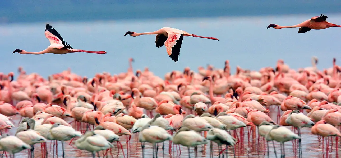 Lake Nakuru National Park Daytrip (2 Hours Drive)