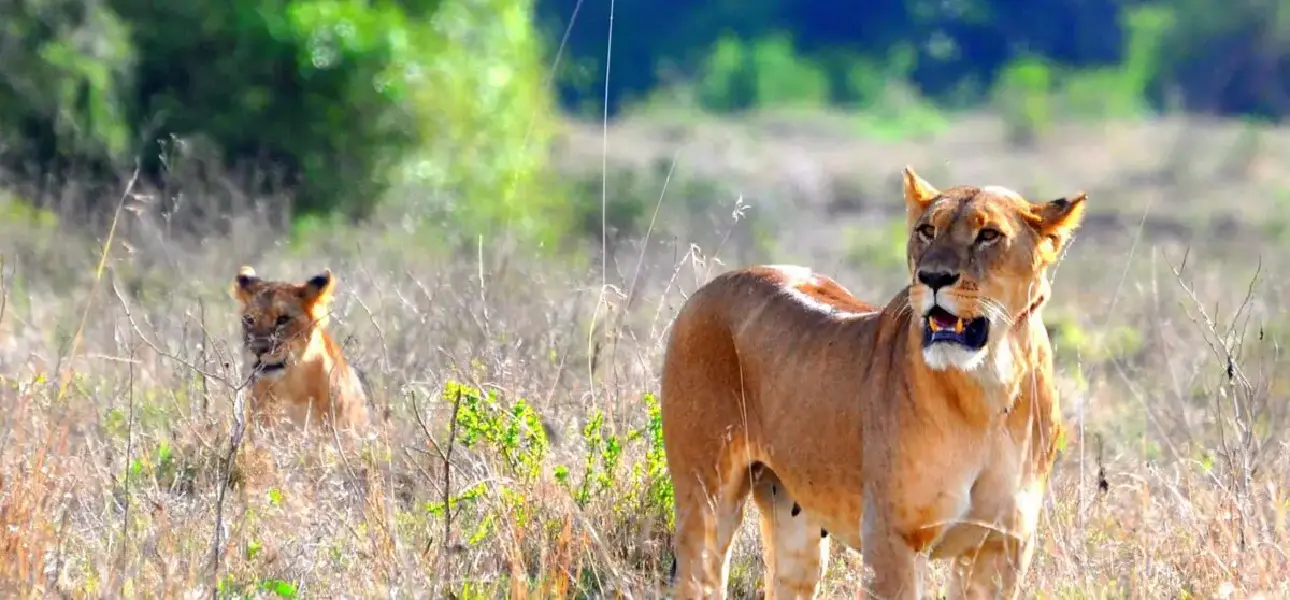 3 Days / 2 Nights Maasai Mara Joining Safari