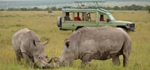 Ol Pejeta Conservancy Daytrip (3 Hours Drive)