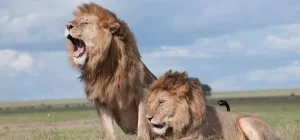 5 Days Lake Nakuru National Park, Lake Naivasha & Maasai Mara