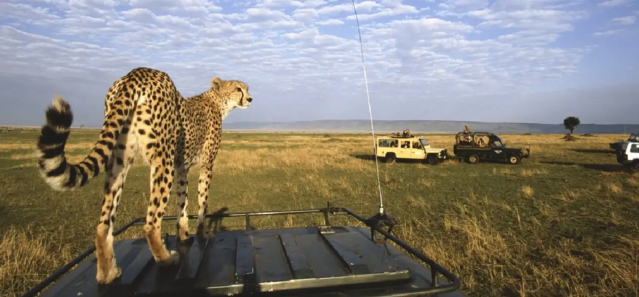 4 Days 3 Nights Lake Nakuru & Maasai Mara Safari