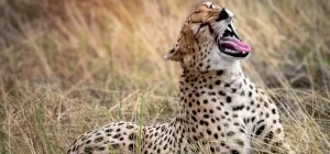 6 Days / 5 Nights Aberdares, Samburu, Lake Nakuru, Maasai Mara Safari
