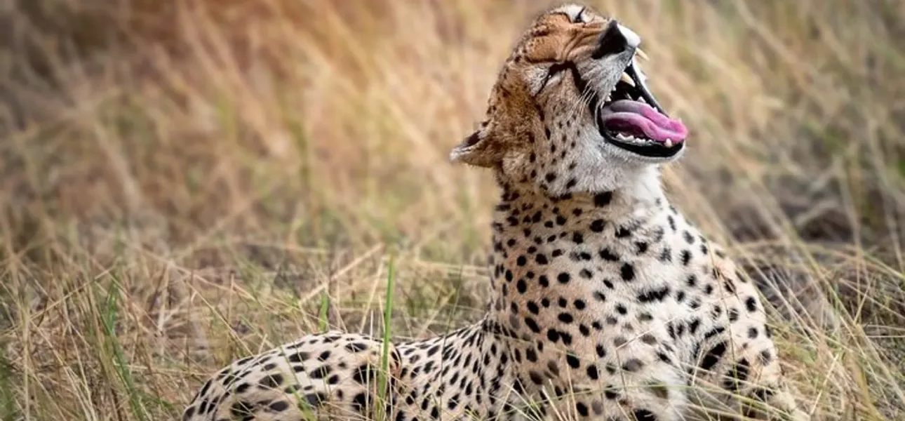 6 Days / 5 Nights Aberdares, Samburu, Lake Nakuru, Maasai Mara Safari