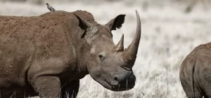 9 Days / 8 Nights Loisaba, Ol Pejeta & Naboisho Fly-in Safari
