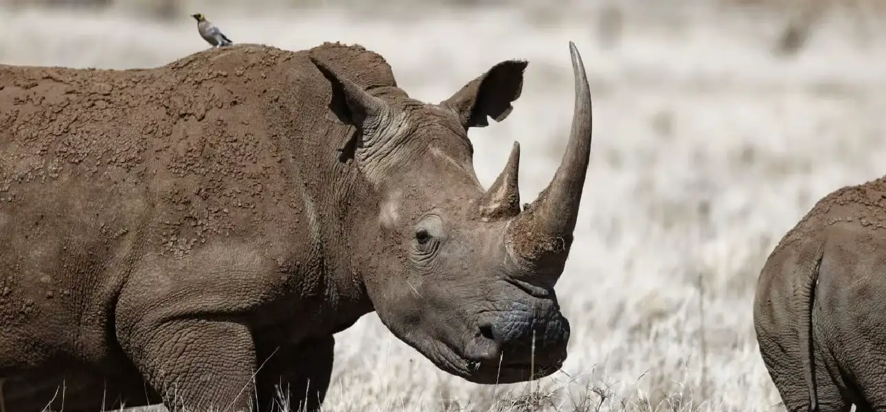 9 Days / 8 Nights Loisaba, Ol Pejeta & Naboisho Fly-in Safari