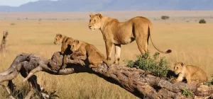3 Days 2 Nights Maasai Mara National Reserve Safari